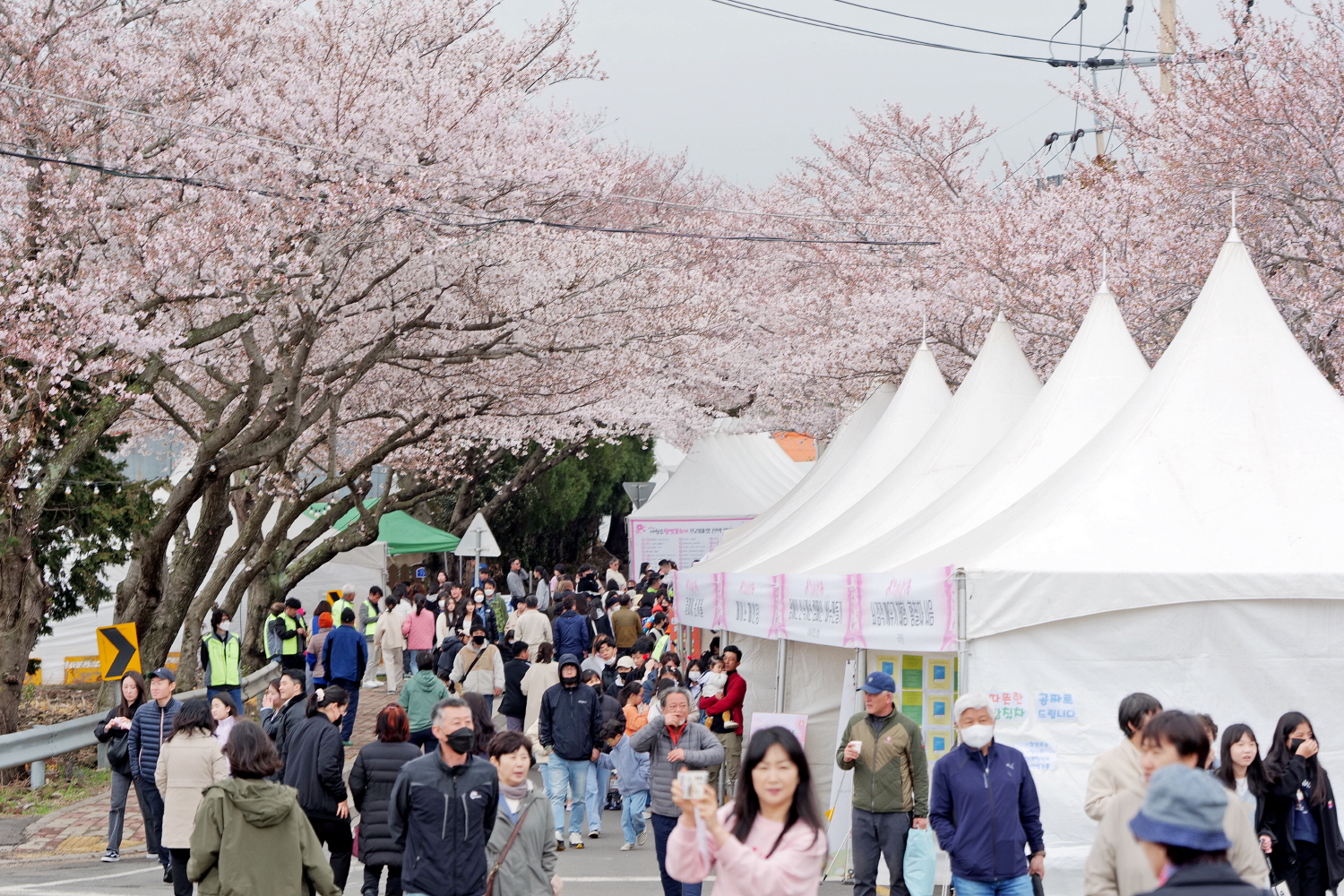 제5회 애월읍 왕벚꽃축제 첨부이미지