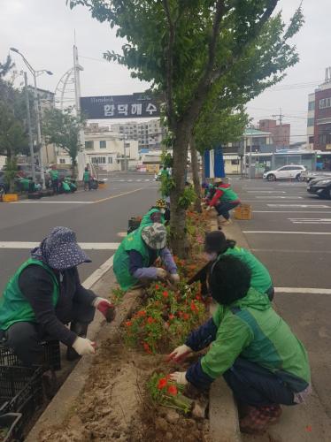 (조천읍) 함덕리 새마을부녀회, 해수욕장 꽃길 조성 추진.jpeg