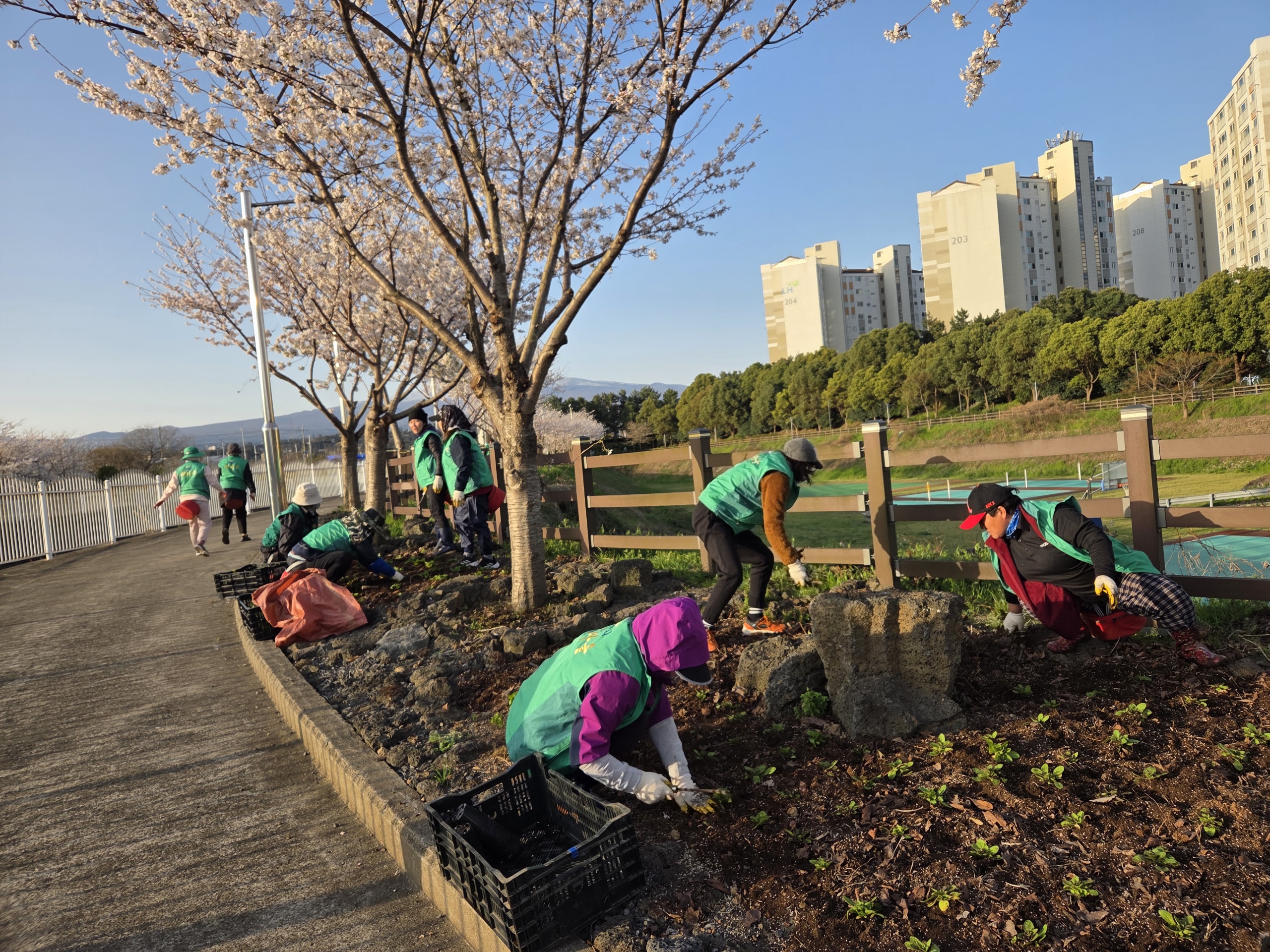 화북동 새마을부녀회, 봄맞이 산책로 꽃길 조성 첨부이미지