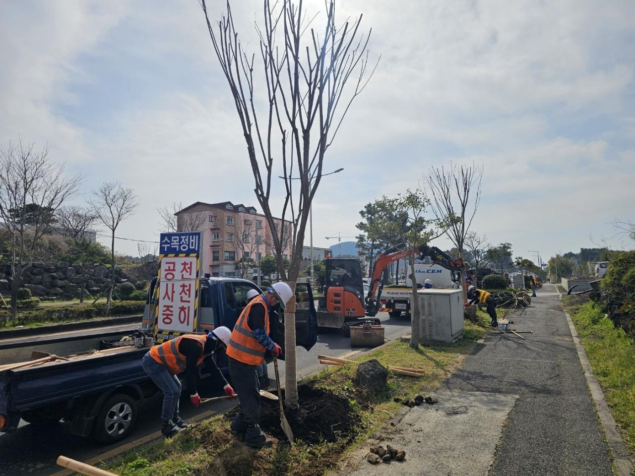 (공원녹지과) 제주시, 연북로 7.2km 도시바람길숲 조성.jpg